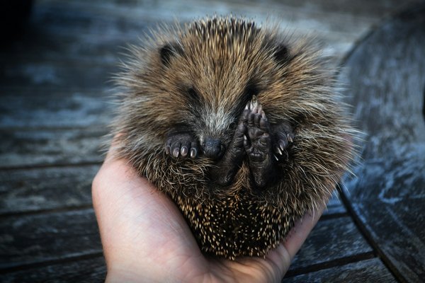 How to Properly Care for a Pet Hedgehog?